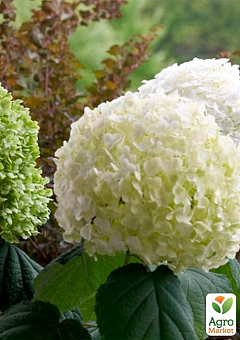 Гортензия древовидная крупноцветковая " Стронг Аннабель" (Hydrangea arborescens “Strong Annabelle”)30