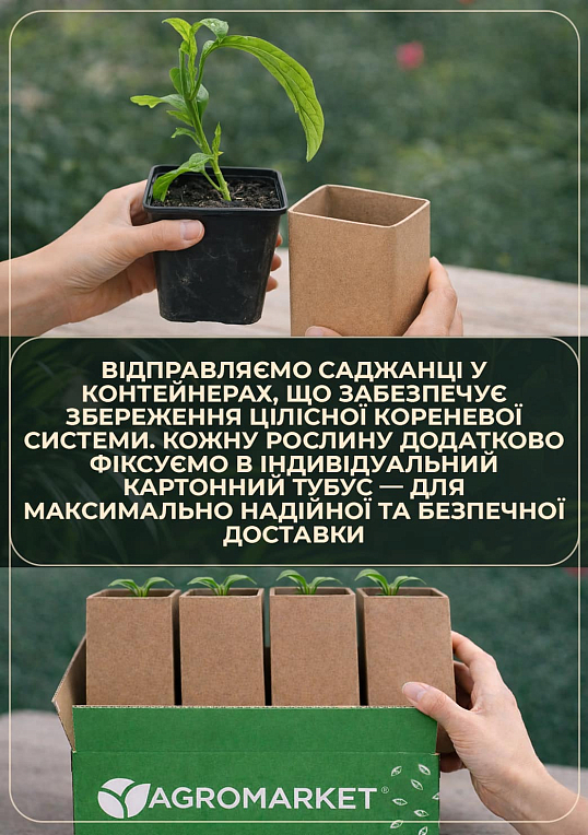 Маракуйя Бразильская съедобная - фото 6