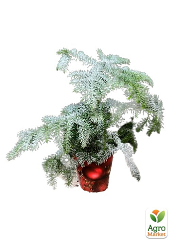 Араукария Новогодняя  (Araucaria heterophylla) комнатная ель (снежное напыление) 25-35см - фото 3