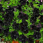 Сурфінія "Black Velvet" (контейнер № 10, висота 10-15 см) цена