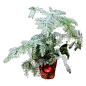 Араукария Новогодняя  (Araucaria heterophylla) комнатная ель (снежное напыление) 25-35см цена
