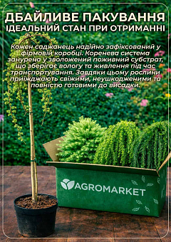 Модрина Європейська на штамбі  "Larix Pendula" С2, висота 60-70см14