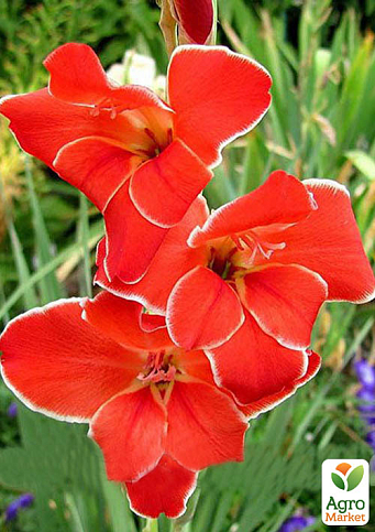 Гладіолус Нанус "Atom" 3шт