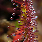 Росянка ( Drosera)