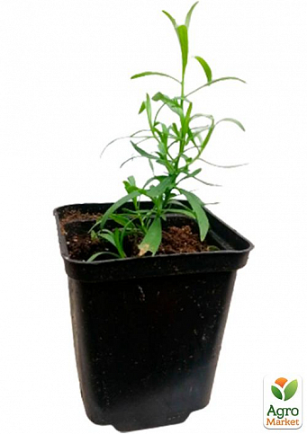 Тархун - естрагон (Artemisia dracunculus) - фото 2