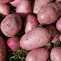 Картопля "Маніфест" насіннєва середньостигла (1 репродукція) 1кг