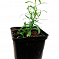 Тархун - эстрагон  (Artemisia dracunculus)  купить