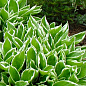 Хоста "Undulata Albomarginata"  цена