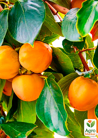 Хурма на віргінській морозостійкій підщепі  "Волове серце" вищий сорт! - фото 7