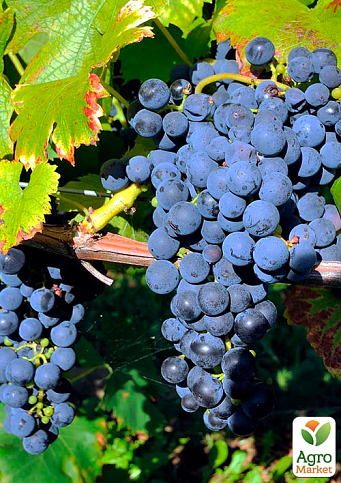 LMTD Виноград "Pinot Noir" (сортовой, укорененный) - фото 3