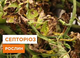 Септорія рослин: все про фітопатогенне захворювання - корисні статті про садівництво від Agro-Market