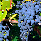 LMTD Виноград "Pinot Noir" (сортовой, укорененный) цена