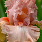 Ирис бородатый крупноцветковый "Lotus Land"  