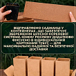 Акація "Робінія біла"