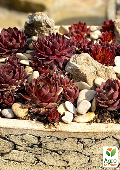 Молодило паутинистое "Red Papaver"15