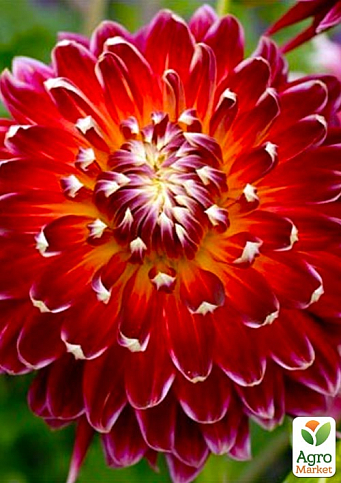 Георгина "Akita"