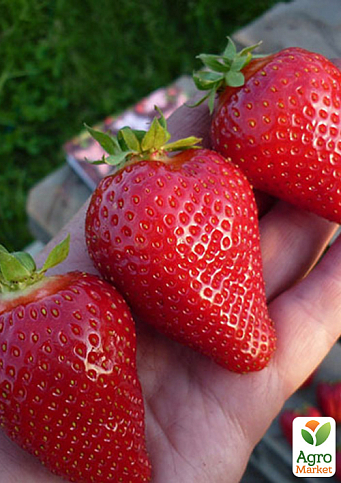 Клубника "Сандра" (Sandra) 5шт (поздний срок созревания, имеет длительный срок хранения)