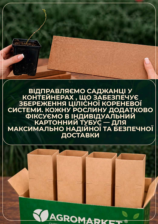 Акація "Робінія біла" - фото 5