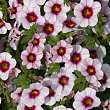Калибрахоа Uno "Pink Purple Splash" (контейнер №10, высота 10-15см)
