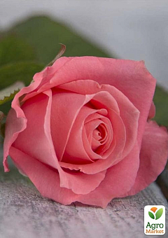 Роза чайно-гибридная "Карина" (саженец класса АА+) высший сорт1
