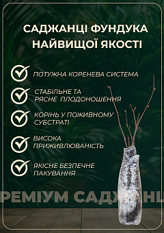 Фундук "Немса" (середній термін дозрівання, перехресне запилення, садити по 2 шт)1