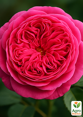 Троянда англійська "Boscobel" (саджанець класу АА+) вищий сорт - фото 4