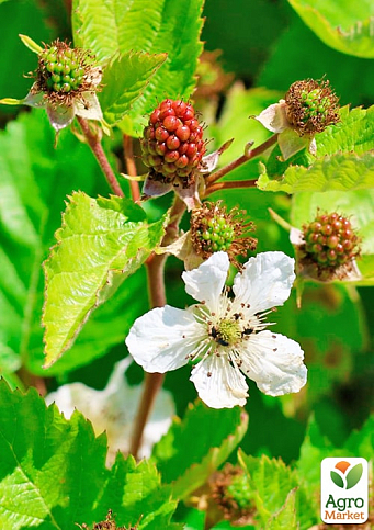 Ожина "Дірксен Торнлес" (Rubus fruticosus "DirksenThornless") Нідерланди, вазон П9  - фото 4