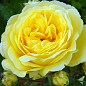 Троянда в контейнері чайно-гібридна "Yellow Meilove" (садник класу АА+) купить