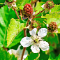 Ежевика "Дирксен Торнлесс" (Rubus fruticosus "DirksenThornless") Нидерланды, вазон П9