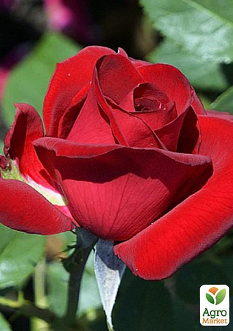 Роза чайно-гибридная "Мадам дельбар" (саженец класса АА+) высший сорт