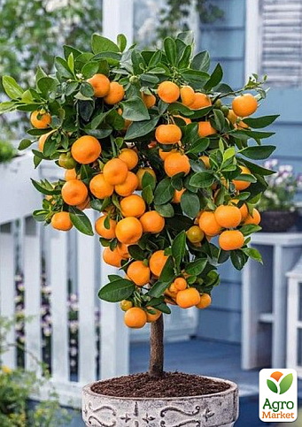 LMTD Каламондин "Citrofortunella microcarpa" (саженец 2 года) высота 20-30см - фото 7