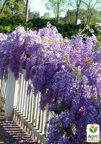Глициния сиреневая “Модный дом” - фото 7