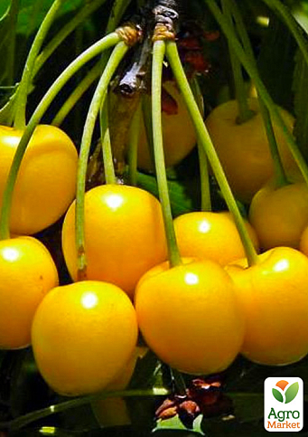 Эксклюзив! Черешня глянцевого желтого цвета "Медовая сладость" (Honey sweetness) (премиальный,устойчивый к заболеваниям сорт)