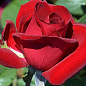 Роза чайно-гибридная "Мадам дельбар" (саженец класса АА+) высший сорт