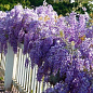 Глициния сиреневая “Модный дом”