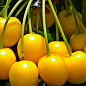 Эксклюзив! Черешня глянцевого желтого цвета "Медовая сладость" (Honey sweetness) (премиальный,устойчивый к заболеваниям сорт)