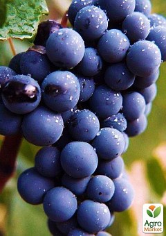 Виноград "Антей Магарача" (винный, ранне-средний срок созревания, имеет мускатный насыщенный вкус)3