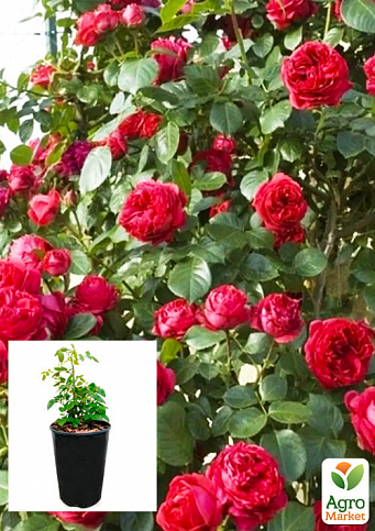 Роза в контейнере английская плетистая "Red Eden Rose" (саженец класса АА+)