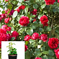 Троянда в контейнері англійська плетиста "Red Eden Rose" (саджанець класу АА+)