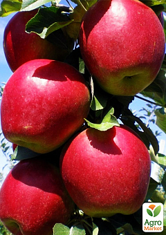 Яблуня "Ремо" (осінній сорт, середній термін дозрівання)2
