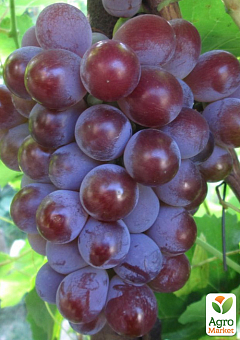 Виноград "Лидия французская" Крымская роза (высокоурожайный, стабильный винный сорт)1