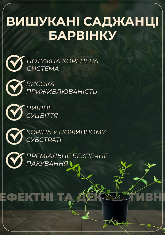 Барвинок малый "Blue and Gold" вазон С1.5