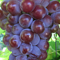Виноград "Лидия французская" Крымская роза (высокоурожайный, стабильный винный сорт)