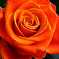 Роза чайно-гибридная "Моника" (саженец класса АА+) высший сорт