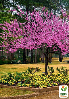 Церцис канадський 3-річний "Cercis canadensis" С3, висота 30-50см2