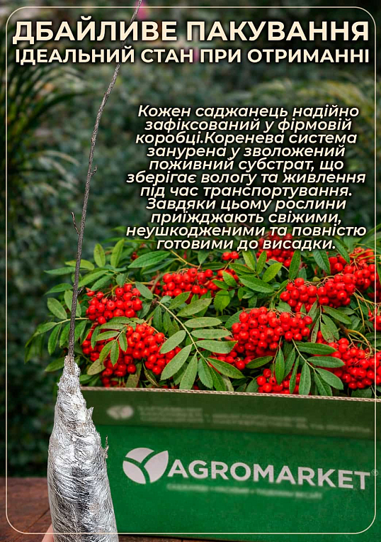 Горобина "Гранатна" - фото 3