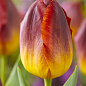 Тюльпан "Amberglow"