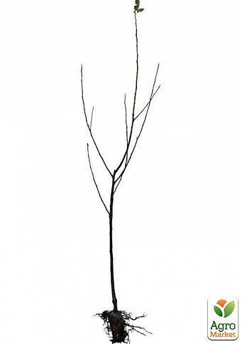 Дерево-сад Яблуня "Гренні Сміт+Амброзія+Джероміні" - фото 2