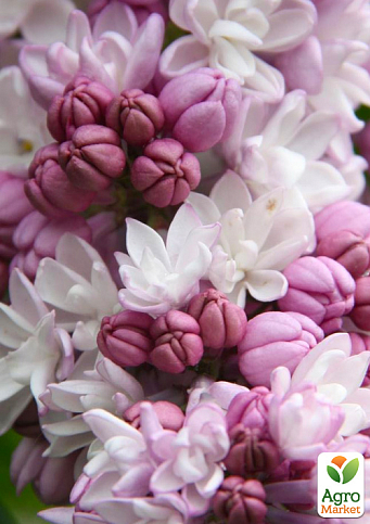 Бузок Гіацинтовий "Анабель" (один з найбільш ранніх і запашних сортів)  - фото 6