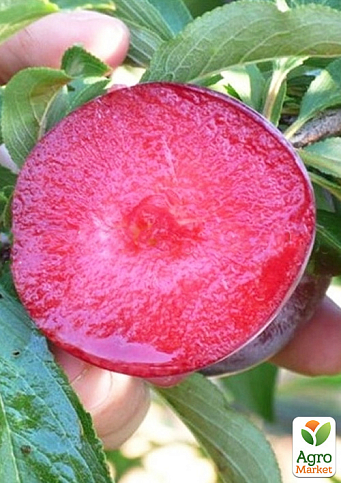 Слива диплоидная "Блэк Сплендор" (Black Splendor) (летний сорт, средний срок созревания) - фото 4